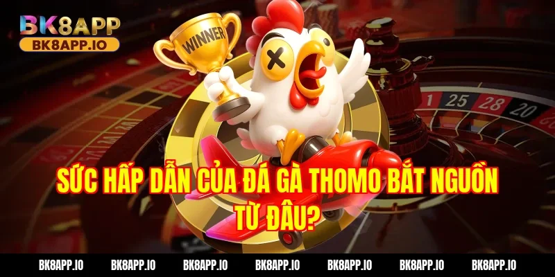 Sức Hấp Dẫn Của Đá gà thomo Bắt Nguồn Từ Đâu?